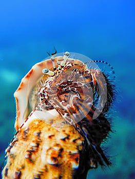 Colorful Hermit Crab Underwater