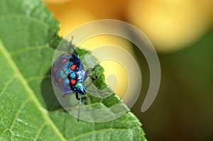 Colorful Hibiscus Harlequin Bug, Tectocoris diophthalmus, family Scutelleridae