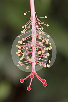 Colorful hibiscus stamen