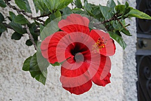 Colorful hibiscusred hibiscus flower, beautiful petals of a large flower, blooming flower with pollen