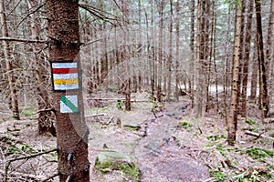 Colorful hiking trail signs painted on tree bark in forest for tourists and hikers