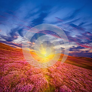 Colorful hill slope covered by violet heather flowers