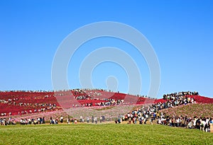 Colorful hills with a huge crowd in Kokuei Hitachi Seaside Park - Hitachinaka, Ibaraki, Japan