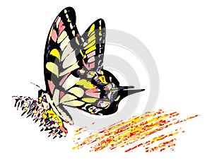 Colorful hippy butterfly