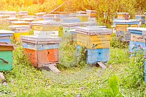 Colorful hives in the form of box