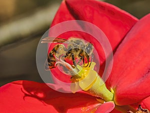 Colorful Honey Bee Red Flower Yellow Stamen