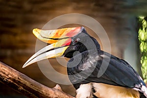 Colorful Hornbills