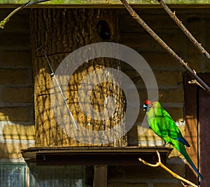 Colorful horned parakeet sitting at its bird house, Parrot from new caledonia, threatened bird specie with vulnerable status