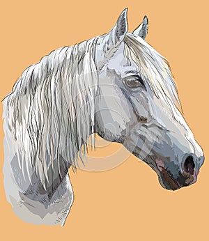 Colorful Horse portrait-6