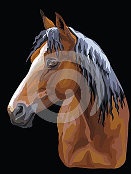 Colorful Horse portrait-10
