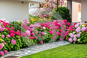 Colorful Hortensia hydrangea, huge bush in a backyard, Greece. Landscaping ideas