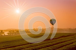 Colorful hot air balloons flying over on Colorful flower fields