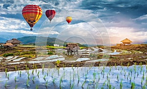 Colorful hot air balloons over green rice field. Colorful hot air balloon over green paddy field. Sport, transportation, travel