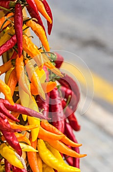 Colorful hot chili peppers on bunch, close-up