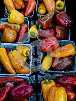Colorful hot and mild organic peppers