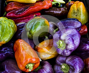 Colorful hot and mild organic peppers