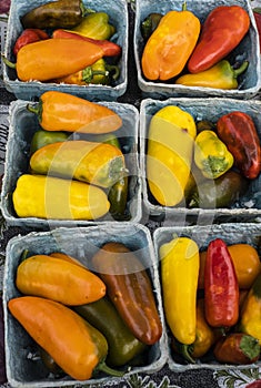 Colorful hot and mild organic peppers