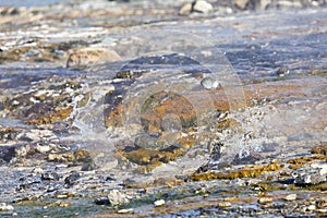 Colorful Hot Springs At Lake Bogoria, Kenya