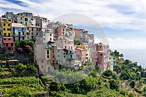 Colorful houses of Corniglia photo