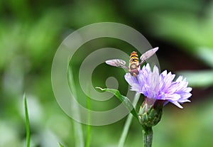 Colorful hover fly