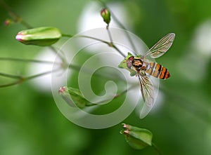 Colorful hover fly