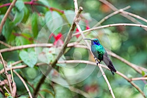 Colorful Hummingbird in Colombia photo