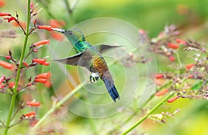 Colorful hummingbird in flight feeding on red flowers