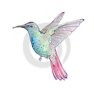 Colorful hummingbird flying isolated art