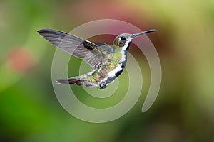 Colorful hummingbird hovering in the air with green background.