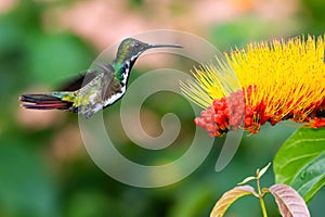 Colorful hummingbird hovering next to a tropical orange flower