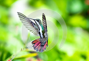 Colorful hummingbird with orange tail in flight in the rainforest