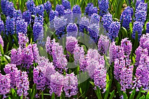 Colorful hyacinth flowers blossom in dutch spring garden Keukenhof, Holland