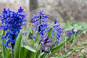 Colorful hyacinths flowering in a spring garden