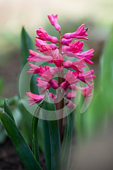 Colorful hyacinths flowering in a spring garden