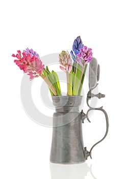 Colorful Hyacinths in tin vase