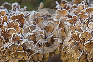 Colorful hydrangea flower covered with frost in sunshine