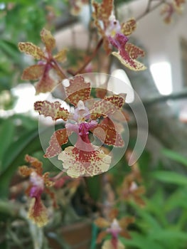 colorful hydrid oncidium tiny dancing lady orchid