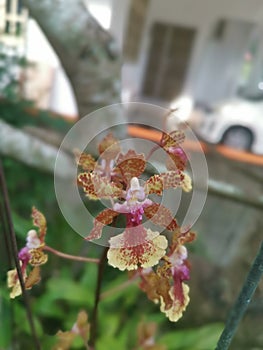 colorful hydrid oncidium tiny dancing lady orchid