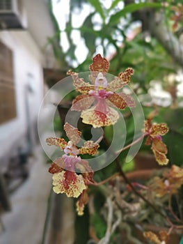 colorful hydrid oncidium tiny dancing lady orchid