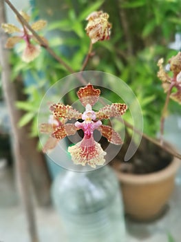 colorful hydrid oncidium tiny dancing lady orchid