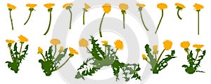 Colorful icon of dandelion flower, set. Vector illustration