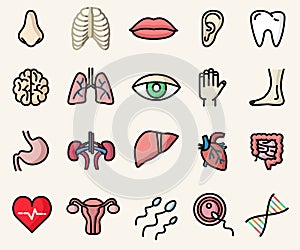 Colorful icons of anatomy and human body parts.  Vector isolated illustrations set