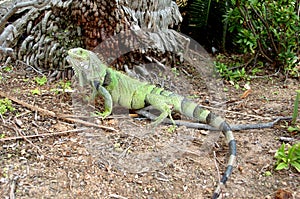 Colorful Iguana 1