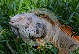 Colorful Iguana