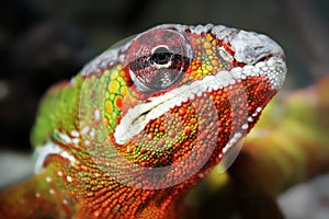 Colorful iguana