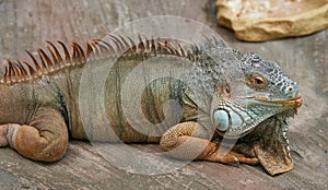 Colorful iguana lies on her stomach