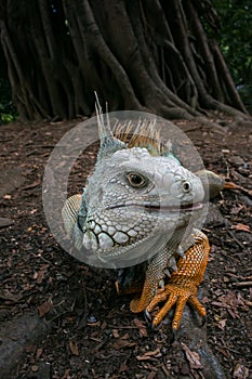 Colorful iguana paces slowly towards the camera