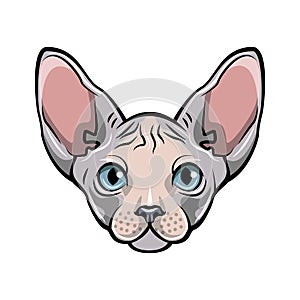 Colorful illustration of a cat s face. White Sphynx hairless cat. photo