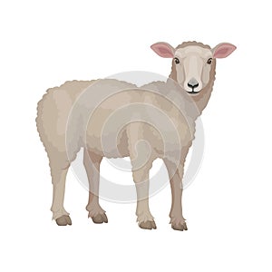 Detailed flat vector design of young lamb, side view. Sheep with beige wool coat. Domestic animal. Livestock farming