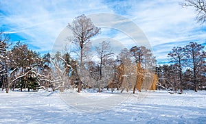 Colorful image of trees in the park or forest with snow and clear blue sky in the winter season